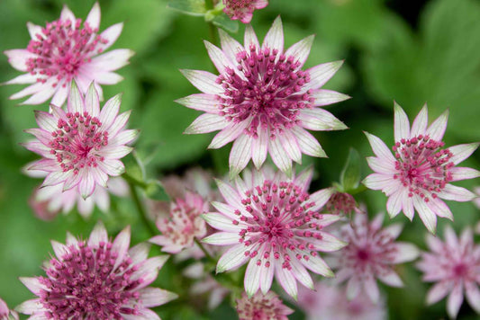 Astrantia: The Starry Flower and Its Hidden Symbolism