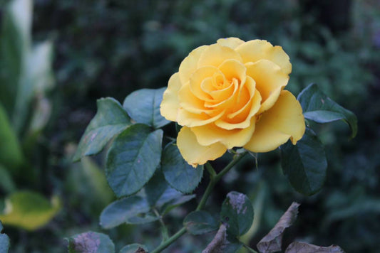 How to Choose the Right Coloured Rose for Every Occasion